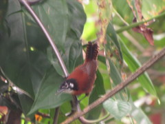 Cantorchilus nigricapillus
