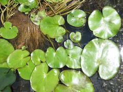 Nymphoides thunbergiana