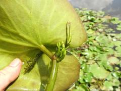 Nymphoides thunbergiana