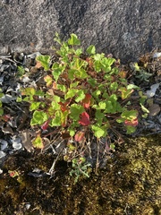 Pelargonium australe
