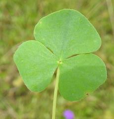 Oxalis obliquifolia