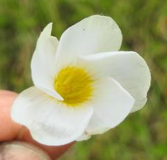 Oxalis obliquifolia