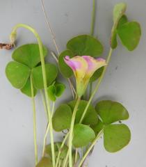 Oxalis obliquifolia