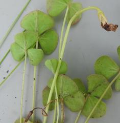 Oxalis obliquifolia
