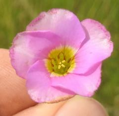 Oxalis obliquifolia