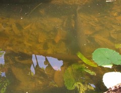 Atractosteus tropicus