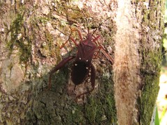 Leptoscelis quadrisignatus