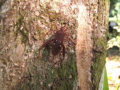 Leptoscelis quadrisignatus