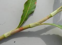 Persicaria lapathifolia