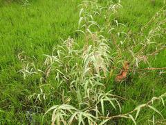 Persicaria lapathifolia