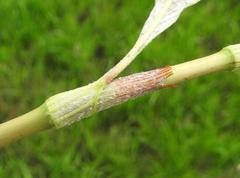 Persicaria lapathifolia