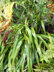 Dianella adenanthera