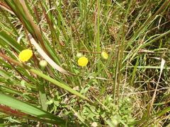 Pulicaria scabra