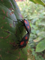 Brachystethus rubromaculatus