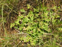 Richardia brasiliensis