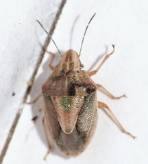 Aeliomorpha