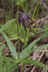 Fritillaria maximowiczii