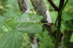 Thunbergia dregeana