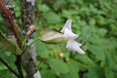 Thunbergia dregeana