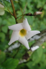 Thunbergia dregeana