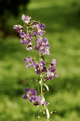 Angelonia angustifolia