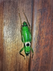 Afroanthracites usambaricus