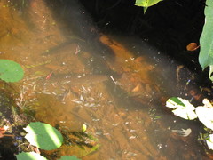 Atractosteus tropicus