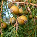 Juniperus cedrus - Photo (c) Krzysztof Ziarnek, Kenraiz, algunos derechos reservados (CC BY-SA)