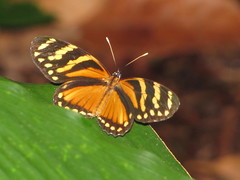 Eresia ithomioides alsina