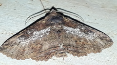 Pericyma mendax