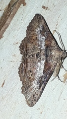 Pericyma mendax