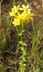Sebaea leiostyla