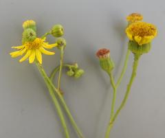 Senecio inornatus
