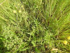 Senecio polyanthemoides