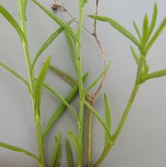 Senecio polyanthemoides
