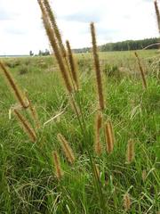 Setaria sphacelata sphacelata