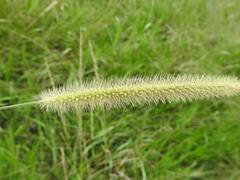 Setaria sphacelata sphacelata
