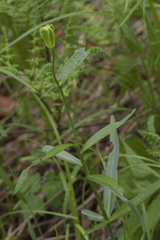 Fritillaria maximowiczii