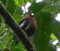 Machaeropterus deliciosus