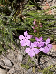 Isotoma hypocrateriformis