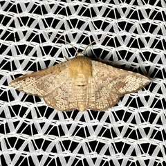 Canaea hyalospila