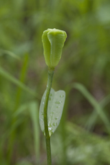 Fritillaria maximowiczii