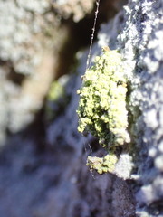 Chaenotheca furfuracea