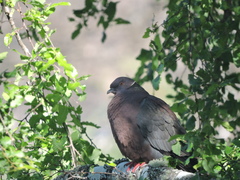Patagioenas araucana