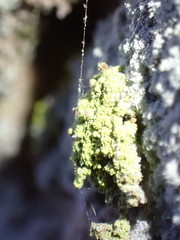 Chaenotheca furfuracea