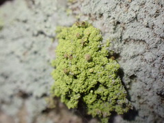 Chaenotheca furfuracea