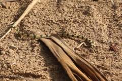 Platyceps elegantissimus