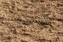 Platyceps elegantissimus