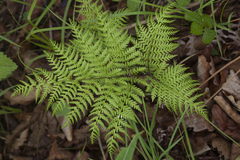 Athyrium spinulosum