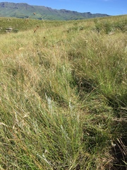 Rhynchospora brownii